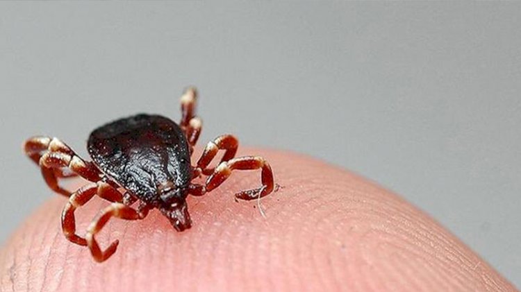 Doç. Dr. Aydın: Belirtileri Kovid-19’a benziyor, kene teması sorgulanmalı