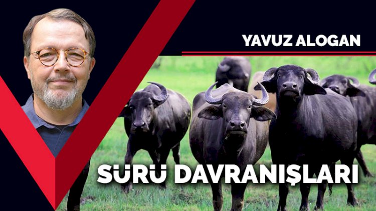 Sürü davranışları