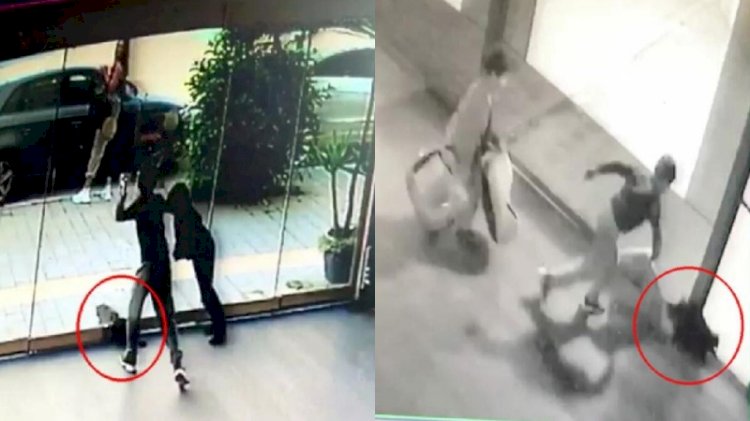 İzmir'de çocuk dehşeti... Kediyi ölene kadar dövdüler