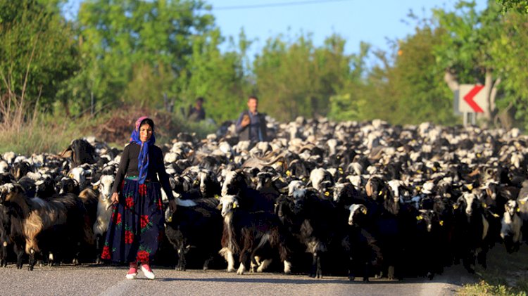 Yörüklerin '40 gün sürecek' göçü başladı