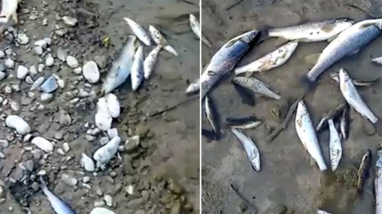 Adana'daki balıkların ölümlerinin nedeni belli oldu