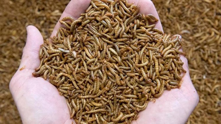 AB'de sarı un kurdu sofralara geliyor