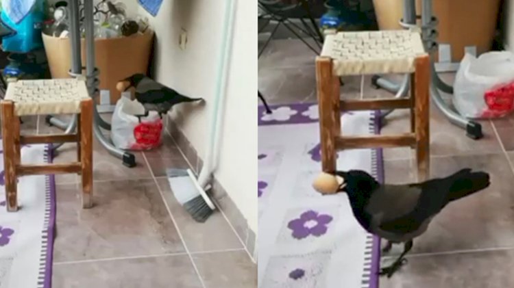 Hırsız karga böyle görüntülendi