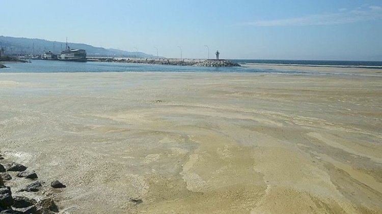 Marmara'da salya araştırması: Dip ölümü bekliyoruz
