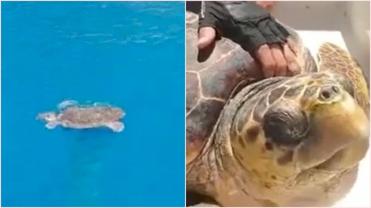 13 yaşındaki Zeynep'in dikkati karetta karettanın hayatını kurtardı
