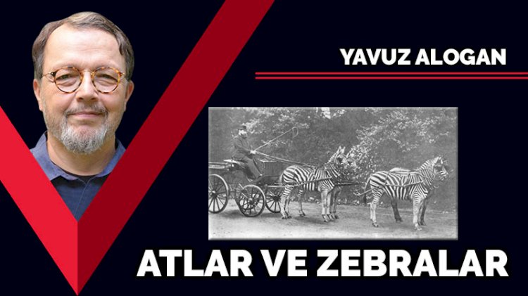 Atlar ve zebralar