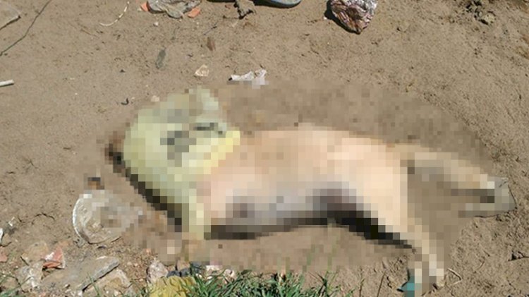 Hayvana şiddet devam ediyor: Çöplükte 17 köpek ölüsü bulundu