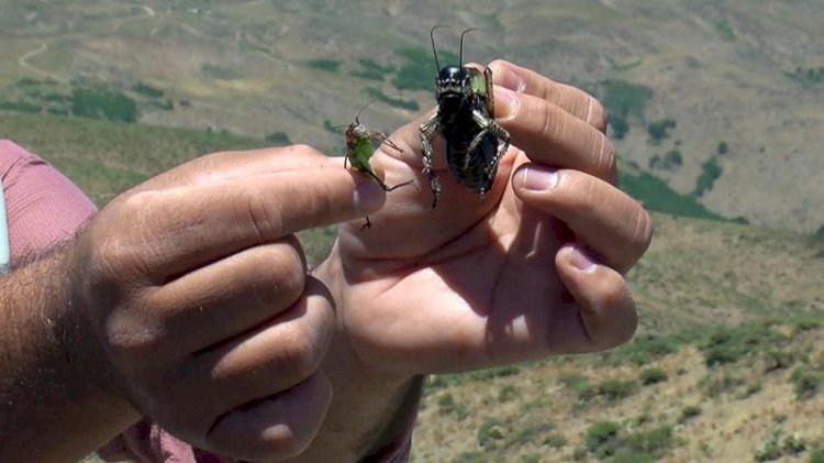 Bölgeyi istila ettiler: Halk korku içinde
