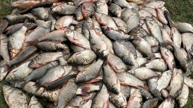 Bölge tehdit altında... 26 istilacı tür keşfedildi
