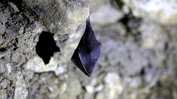 Çinli bilim insanları yarasalarda 24 yeni koronavirüs tipi keşfetti