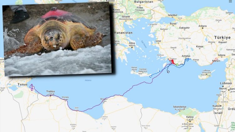 'Likya' 296 günlük yolculuk sonunda Tunus'a ulaştı