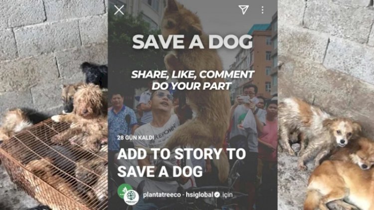 Köpeklere yönelik Instagram'da başlatılan kampanyanın sahte olduğu anlaşıldı