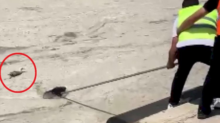 Müsilaj nedeniyle uçamayan martı böyle kurtarıldı
