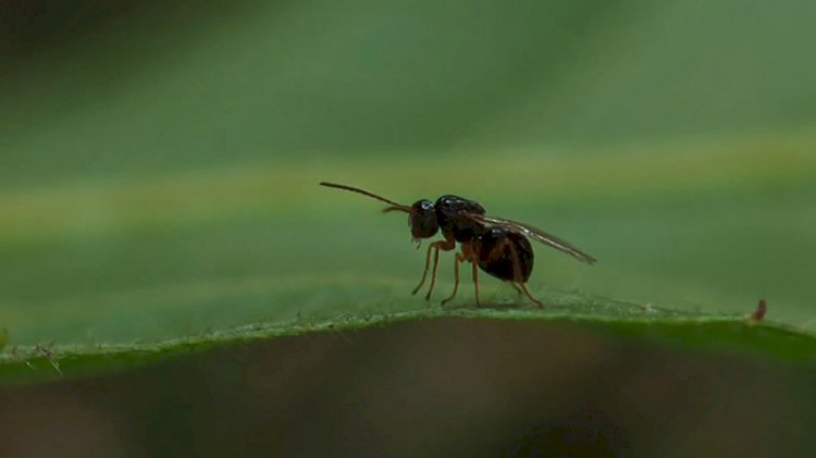 Karadeniz'de katil arı alarmı