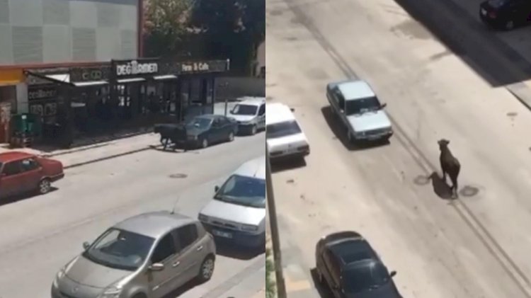 Kaçan kurbanlık boğa, kafeteryaya girdi