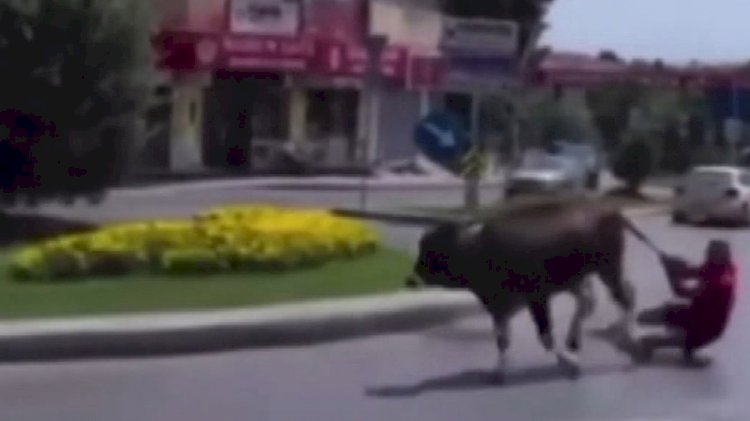 Kaçan dananın kuyruğuna tutunup metrelerce sürüklendi