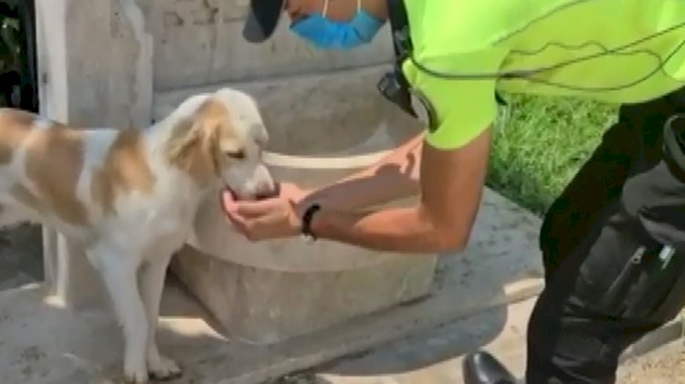 Yürekleri ısıtan hareket: Trafik polisi, sokak köpeğine elleriyle su içirdi