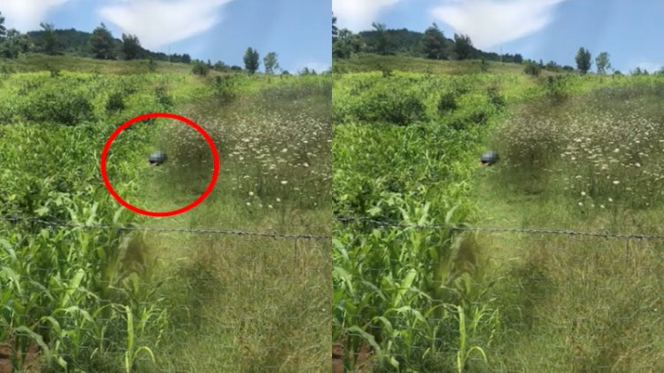 İğrenç olay! Köpeğe cinsel istismarda bulundu