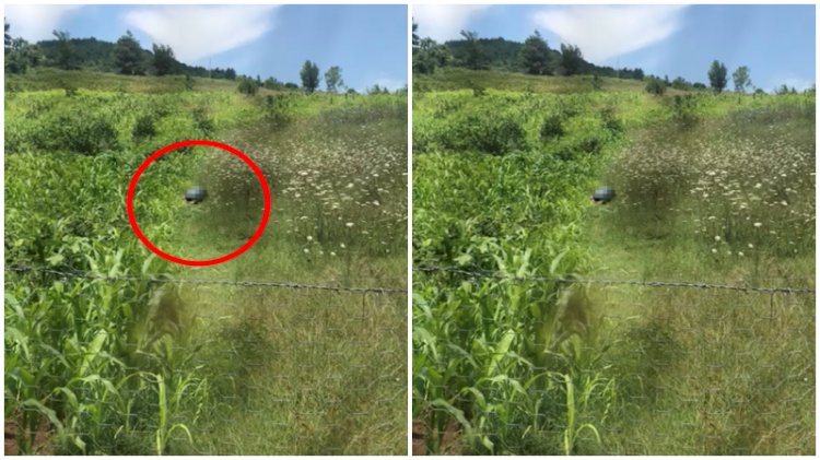 Hayvan Hakları Yasası'nda ilk yargılama köpeğe istismarda bulunan kişiye uygulanacak