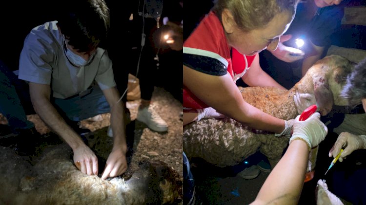 Veteriner hekimler ve hayvanseverler, yangın mağduru hayvanlar için seferber oldu
