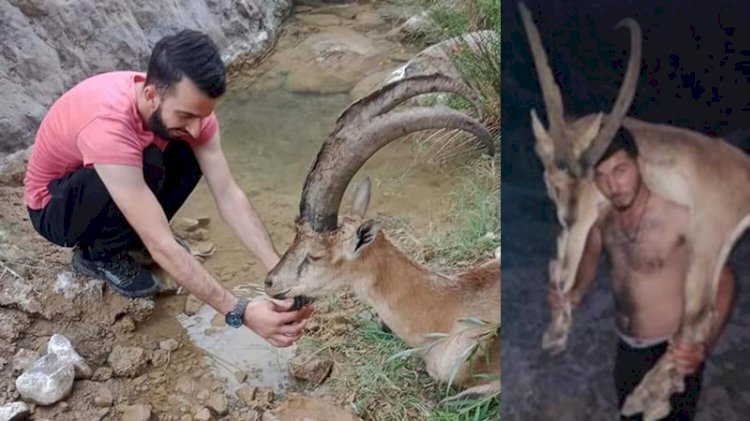 Hasta yaban keçisini 3 kilometre sırtlarında taşıdılar