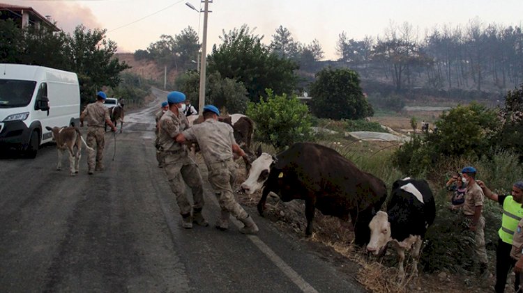 Yangınla mücadelede Jandarma 2 bin 310 ekiple sahada