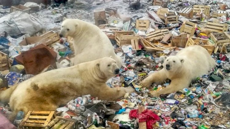 Danimarkalı yetkililerden tepki çeken karar: Kutup ayısını vurabiliriz