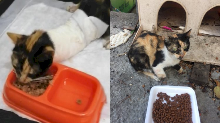 Kedilerin bacaklarını ve kuyruklarını kestiler!