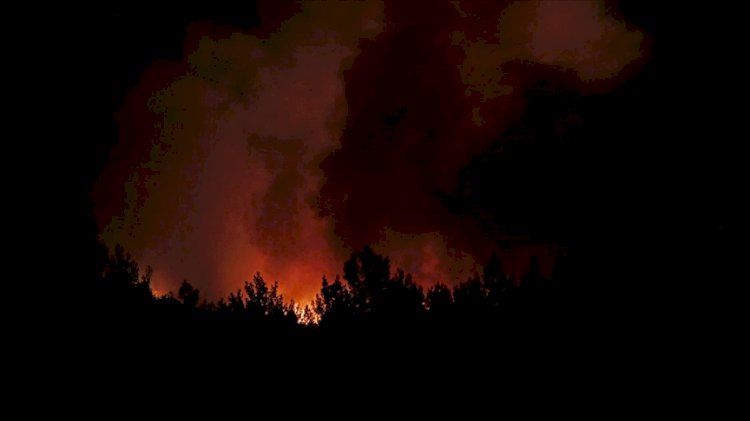 Muğla'nın Menteşe ilçesinde orman yangını çıktı