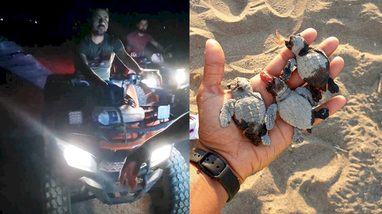 Magandalar ATV'lerle caretta caretta yavrularını ezip kaçtı