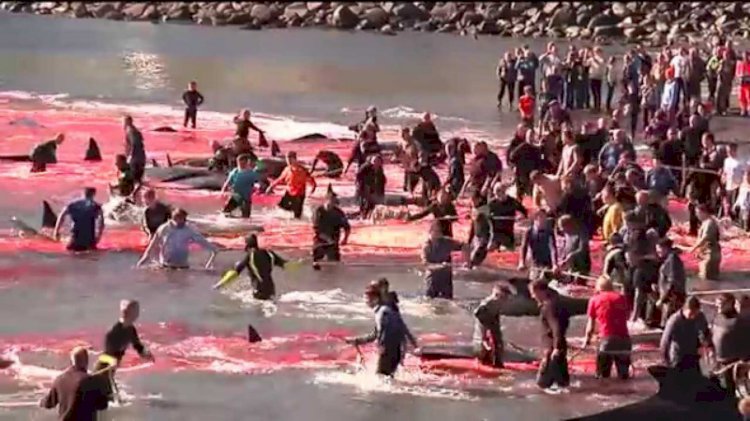 Katliam festivali: Faroe Adaları'ndan resmi açıklama