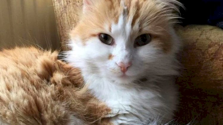 Kocaeli'de kedi Şeraffettin’e cinsel saldırı!