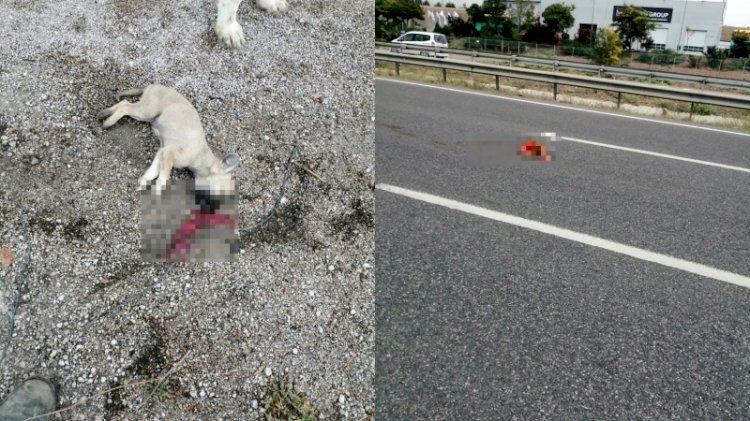 Belediyenin yol kenarına attığı köpekler araçların altında can verdi