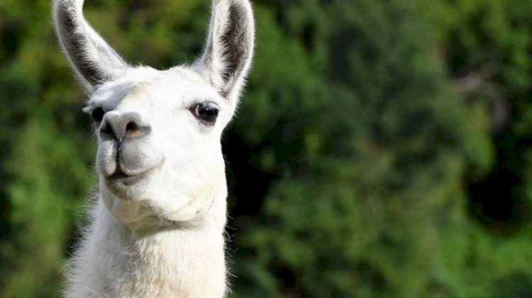 Koronavirüs tedavisinde 'lama' umudu: Burun spreyi olarak kullanılacak