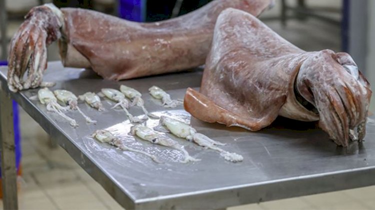Balıkçıların ağına 16 kilogramlık kalamar takıldı