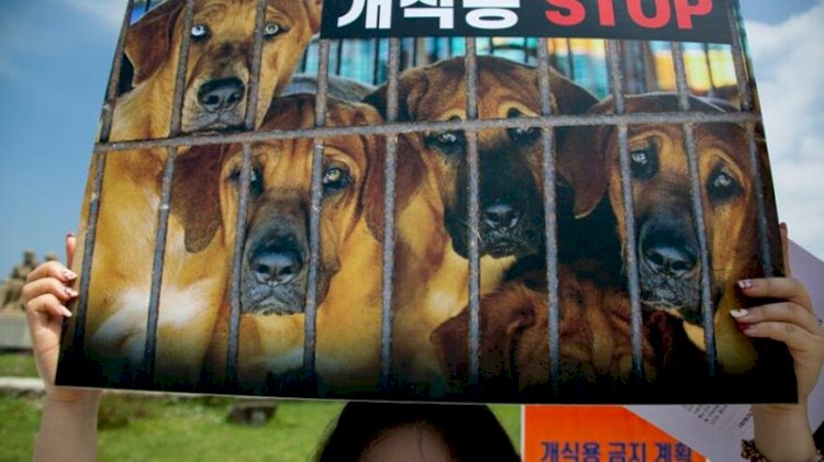 Güney Kore’de köpek eti tüketimi yasaklanabilir