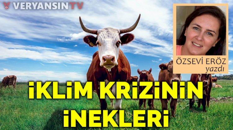 İklim krizinin inekleri
