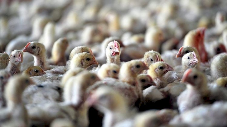 8 kuş gribi türü dünyada dolaşıyor! Uzmanlardan 'hepsi ölümcül' uyarısı