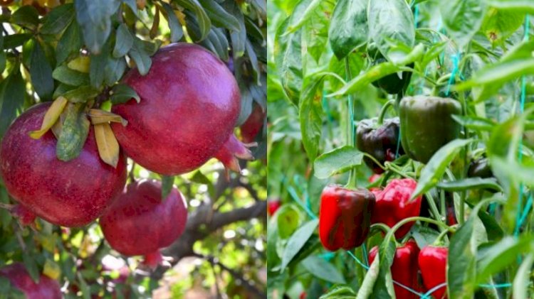 Rusya, Türkiye'den iki ürünün ihracatını durdurdu
