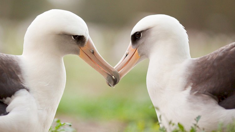 İklim krizi nedeniyle albatrosların 'boşanma' oranı arttı