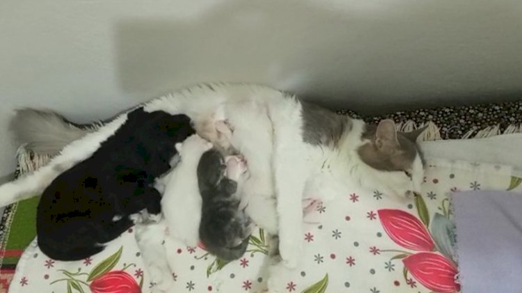Kedi, yavru köpeği de emziriyor