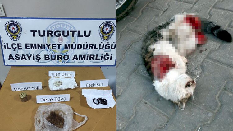 'Seri kedi katili' yakalandı! Büyü için öldürmüş