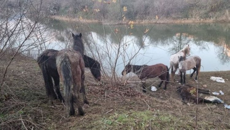 Sakarya'da 'atlar kesiliyor' ihbarı sonrası şok eden manzara
