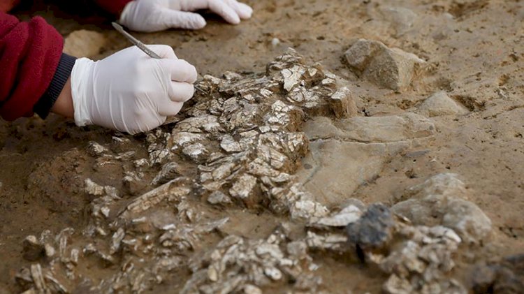 5 bin 500 yıl öncesine ait tarihi yapraklar bulundu