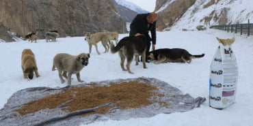 hakkaride-sokak-hayvanlari-icin-300-kilo-mama-birakildi_8580_dhaphoto1