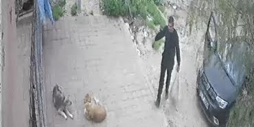 kozanda-belediye-barinagina-kopek-olusu-birakilma-goruntuleri-ortaya-cikti_2528_dhaphoto3