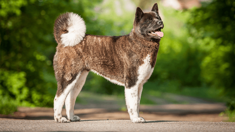 amerikan_akita_irkinin_bakim_ve_ozellikleri