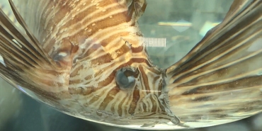 aslanbaligi