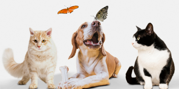 pet