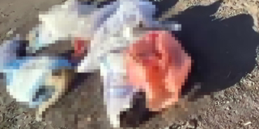 kopek